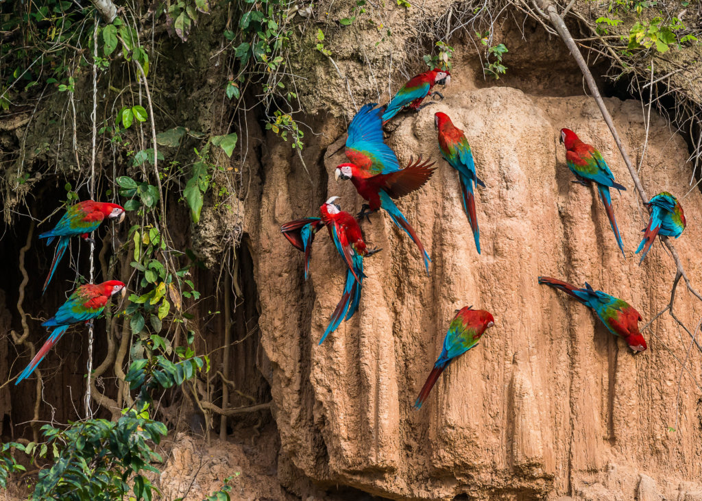 Macaw birds in Peruvian Amazon - GO LIVE IT