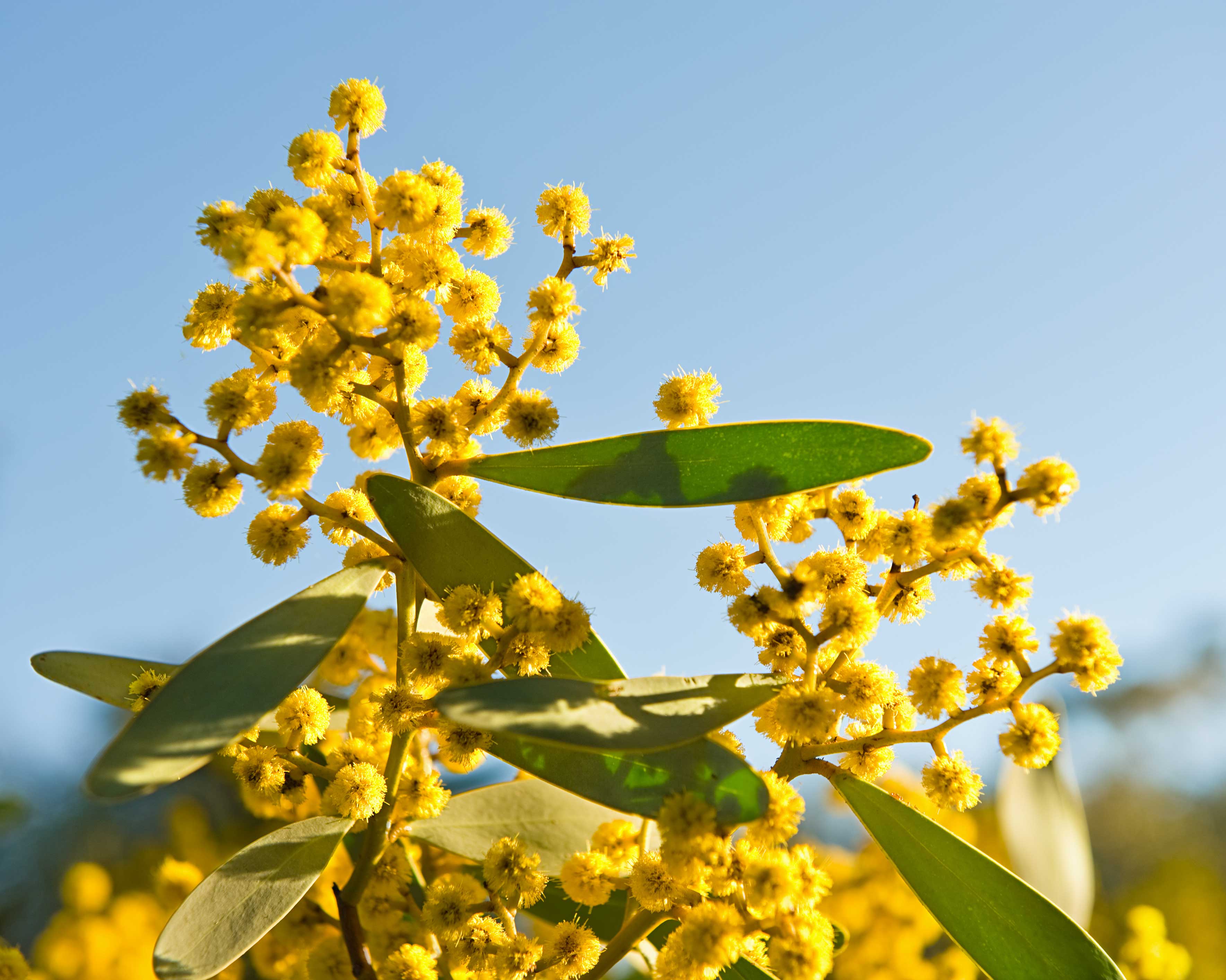 Australia's Native Plants And Where You Can Spot Them