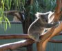 Lighthouse Project – Australia Zoo Wildlife Hospital 