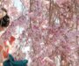 All that you need to know about sakura season in Japan 
